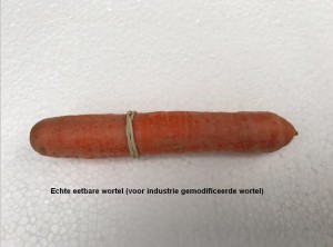 Echte-eetbare-wortel-03